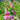 Chinese Foxglove - Flowers