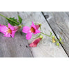 Foxglove - Chinese - Flowers