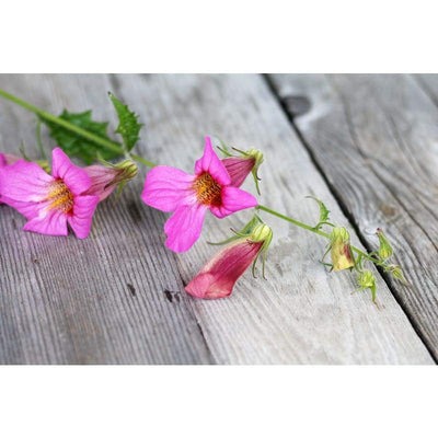 Foxglove - Chinese - Flowers