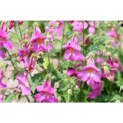 Foxglove - Chinese - Flowers