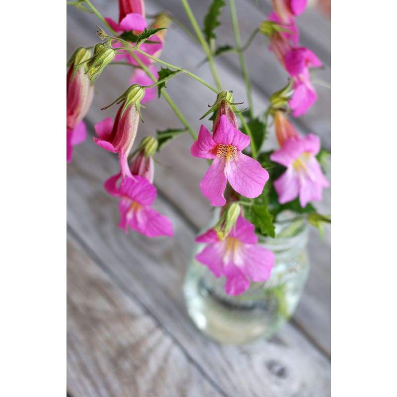 Chinese Foxglove - Flowers