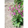 Foxglove - Chinese - Flowers