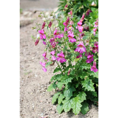 Foxglove - Chinese - Flowers