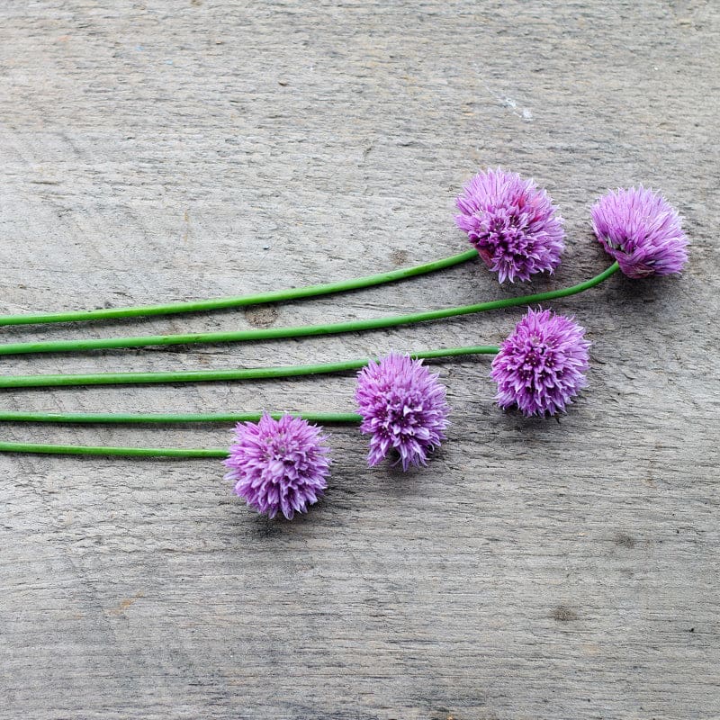 Chives - Herbs