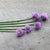 Chives