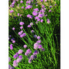 Chives - Herbs