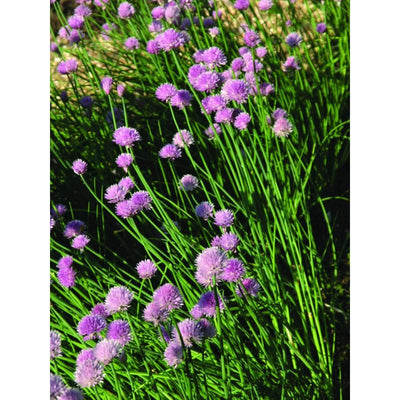 Chives - Herbs