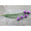 Chives - Herbs