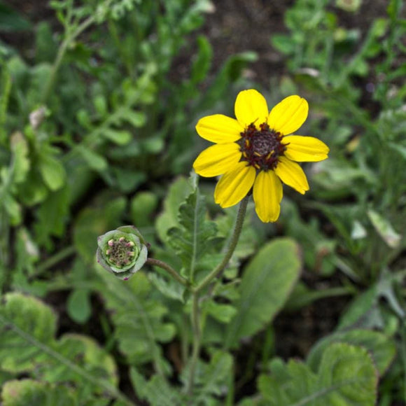 Chocolate Daisy Flower Garden Seeds