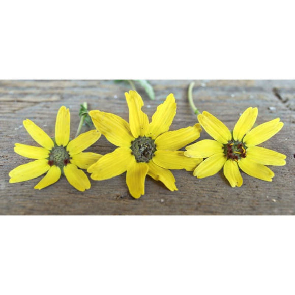 Chocolate Daisy Flower Garden Seeds