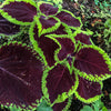 Chocolate Mint Coleus - Flowers