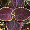 Chocolate Mint Coleus - Flowers