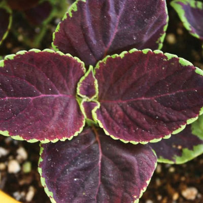 Chocolate Mint Coleus - Flowers