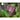 Morning Glory - Chocolate - Flowers