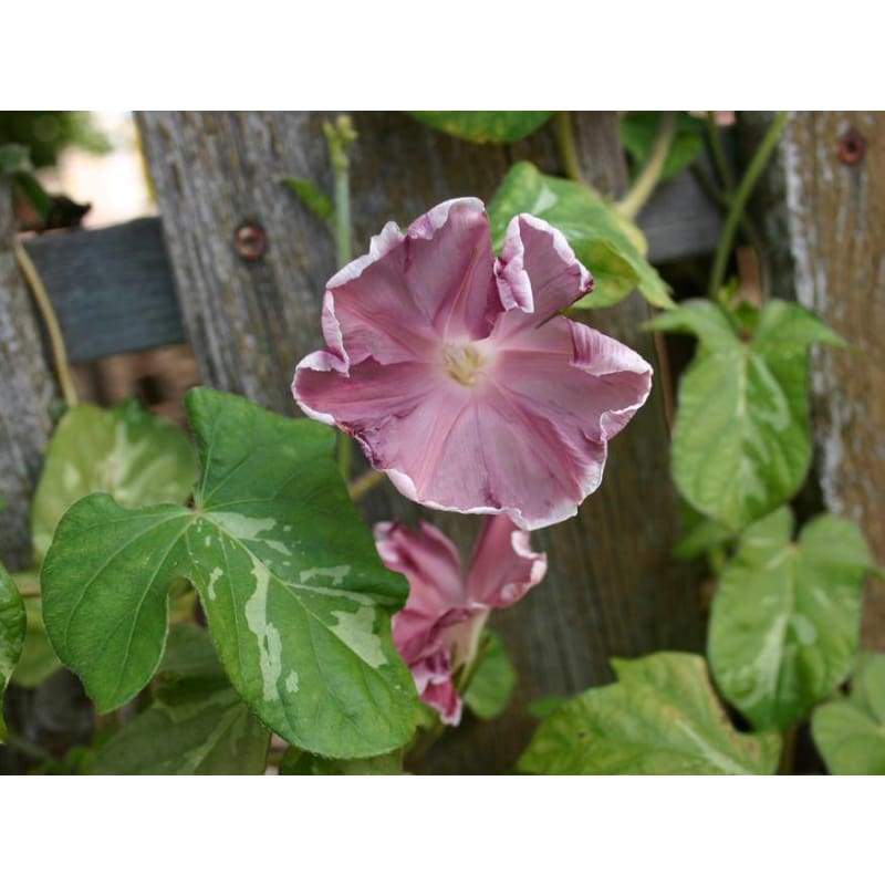 Chocolate Morning Glory - Flowers