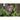 Morning Glory - Chocolate - Flowers