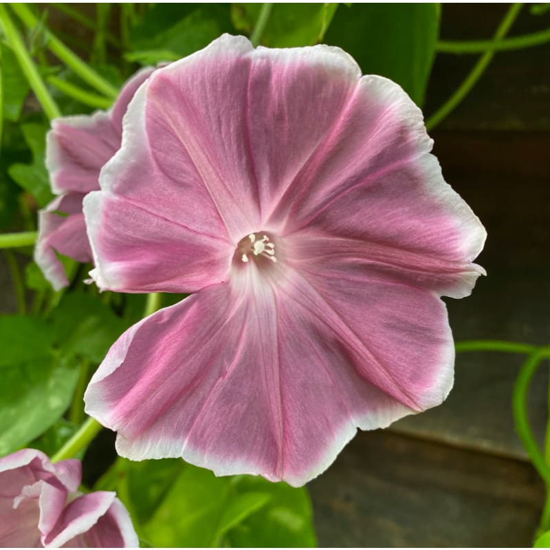 Chocolate Morning Glory - Flowers