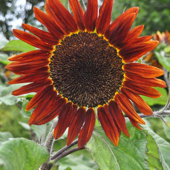 Chocolate Sunflower (Helianthus annuus) Garden Seeds