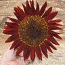 Chocolate Sunflower - Flowers