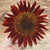 Chocolate Sunflower