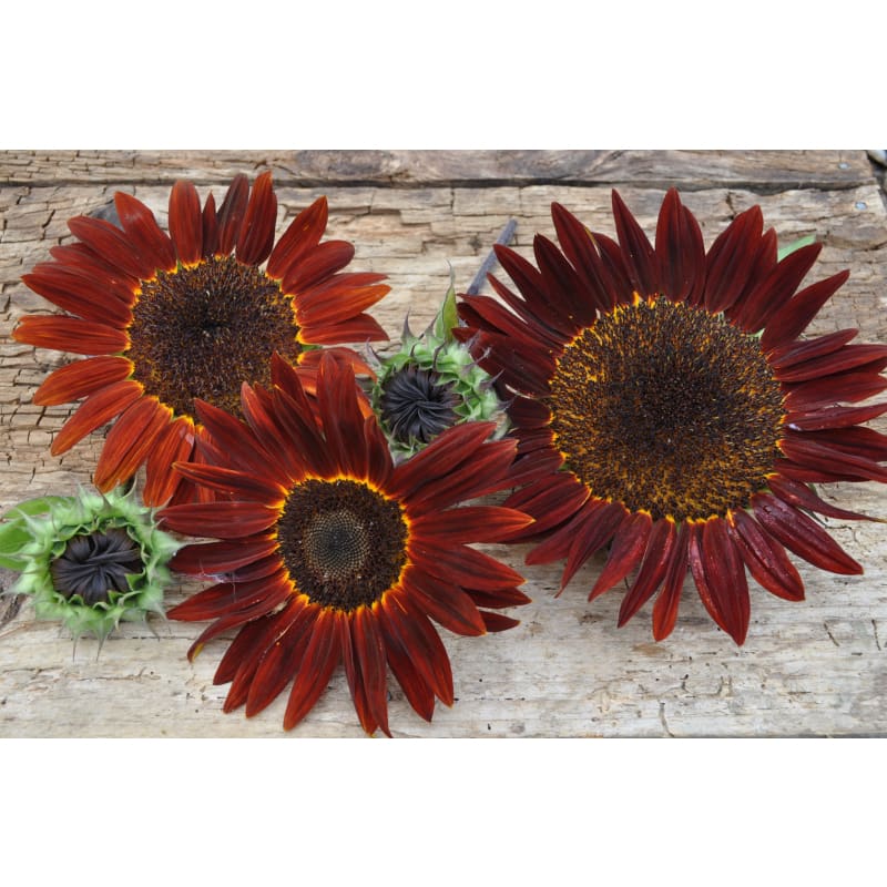 chocolate sunflower seeds to plant Chocolate Sunflower (Helianthus annuus) – Pinetree Garden Seeds
