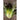 Cimmaron Lettuce (Heirloom 58 Days) - Vegetables