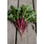 Cincinnati Market Radish (Heirloom 30 Days) - Vegetables
