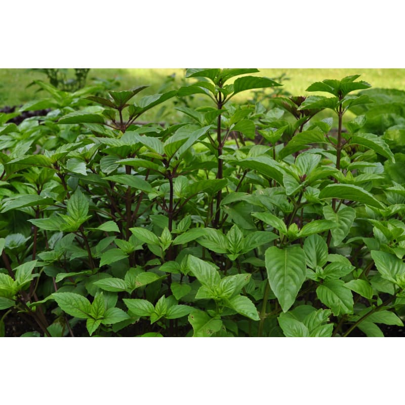 Cinnamon/ Mexican Basil – Pinetree Garden Seeds