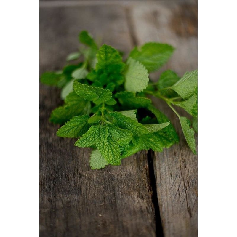 citronella plant seeds for sale Citronella Lemon Balm – Pinetree Garden Seeds