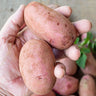 Clancy Potato (F1 Hybrid 90 Days) - Vegetables