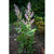 Clary Sage