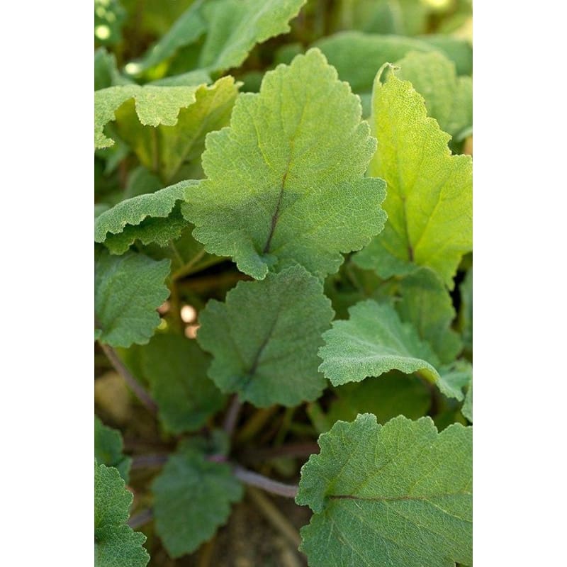 Clary Sage