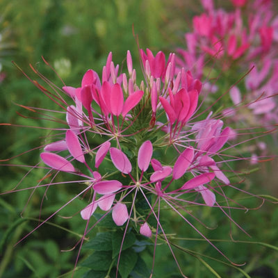 CLEOME - CHERRY QUEEN - Flowers