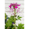 Cleome - Cherry Queen - Flowers