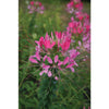 Cleome - Cherry Queen - Flowers