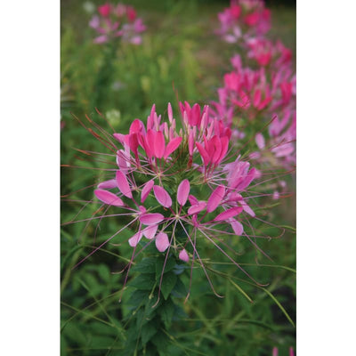 Cleome - Cherry Queen - Flowers