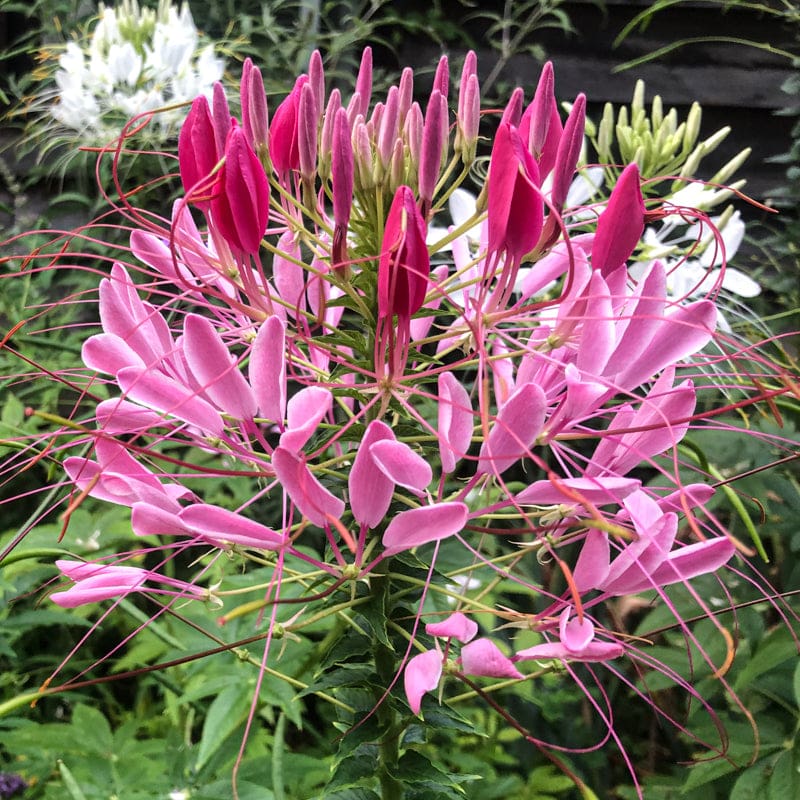 CLEOME - ROSE QUEEN - Flowers