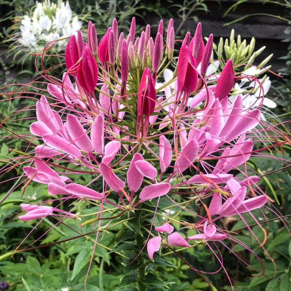 cleome rose queen seeds CLEOME