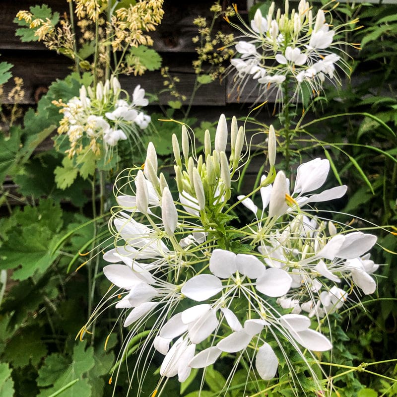 CLEOME - WHITE QUEEN - Flowers