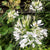 CLEOME - WHITE QUEEN - Flowers
