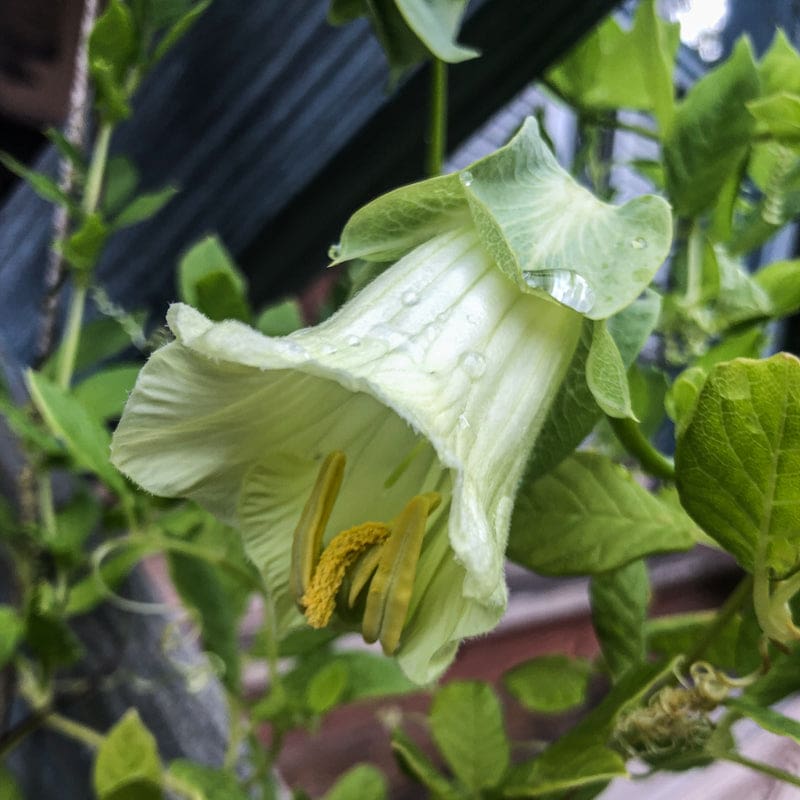 COBAEA - ALBA - Flowers