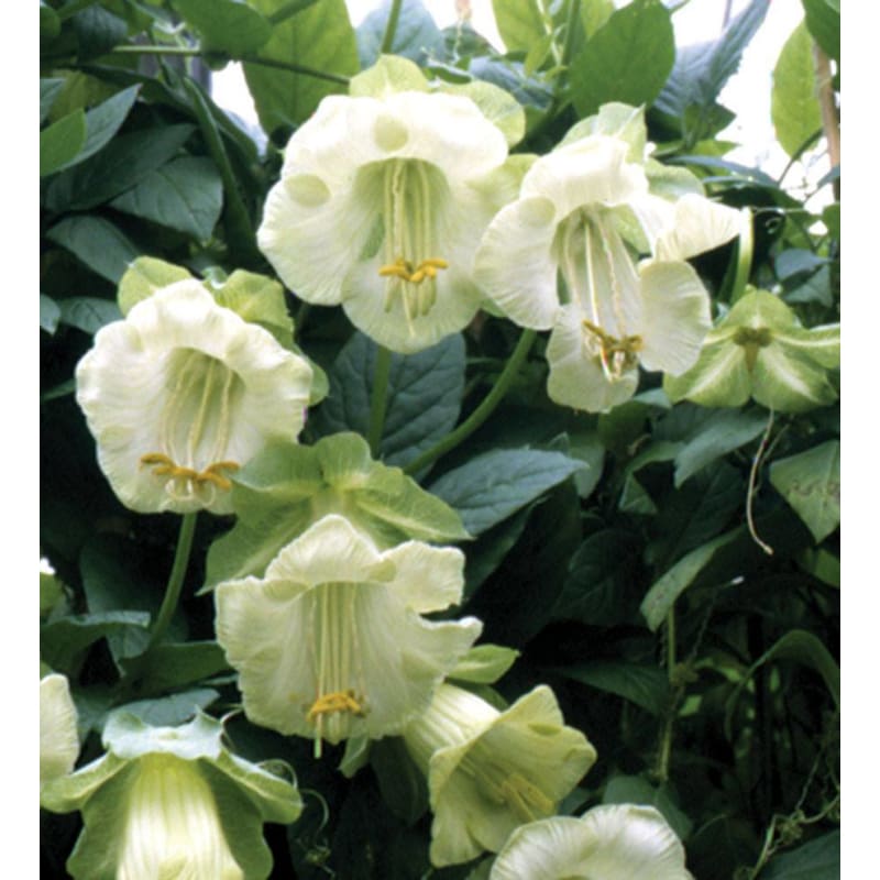 COBAEA - ALBA - Flowers