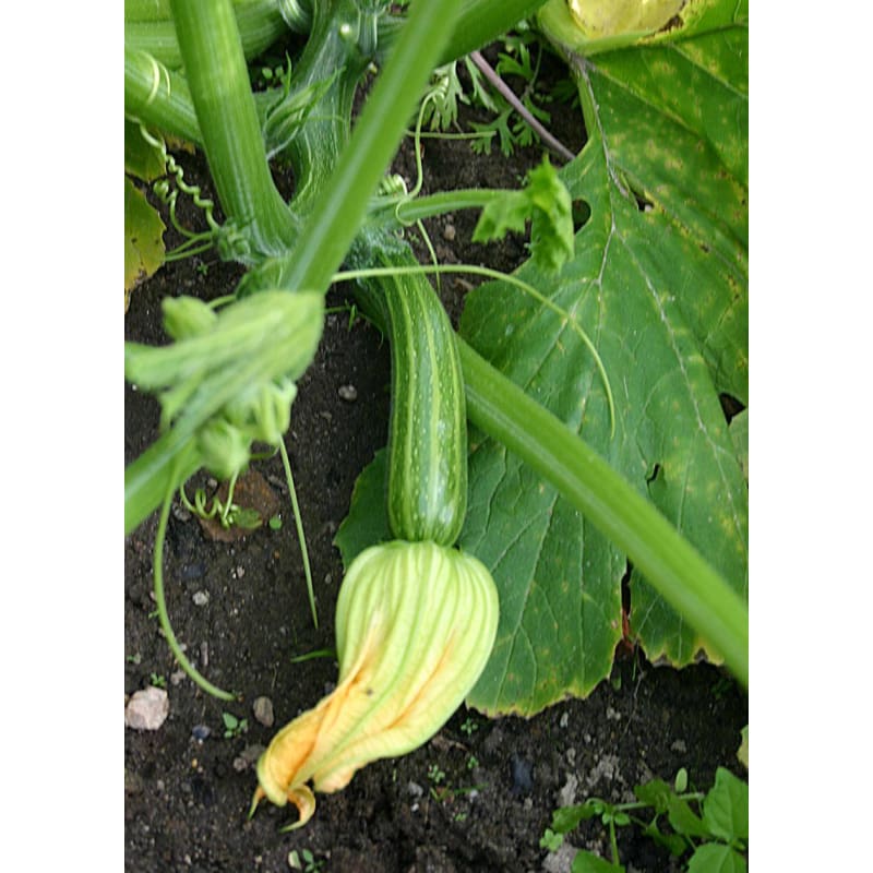 Cocozelle Summer Squash (Heirloom 58 Days) - Vegetables