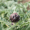 Colorado Star Artichoke (75 Days) - Vegetables