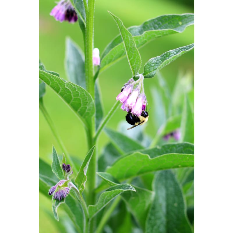 comfrey plant seeds Comfrey – Pinetree Garden Seeds