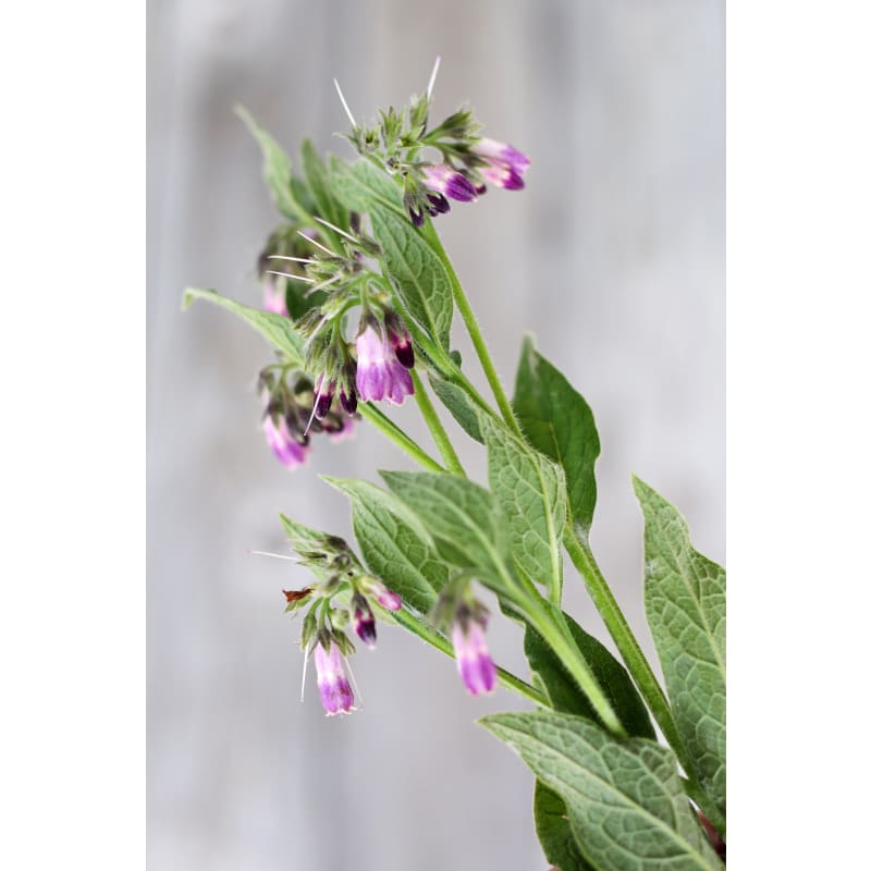 planting comfrey seeds Comfrey – Pinetree Garden Seeds