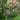 Common Milkweed - Flowers