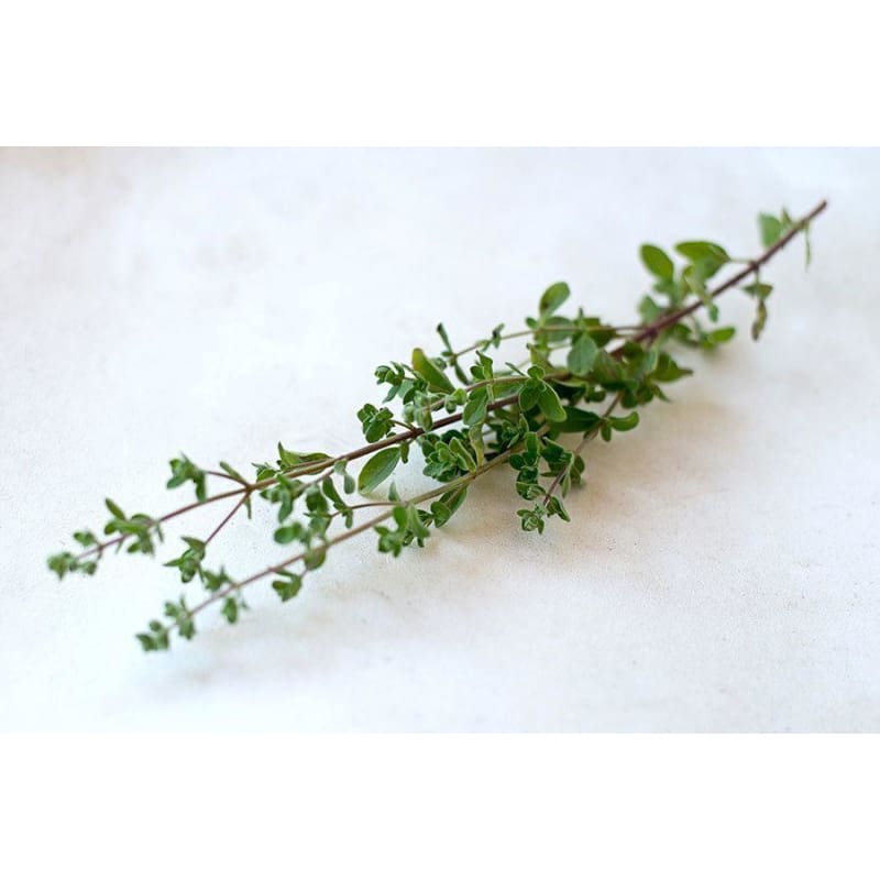 Common Thyme - Herbs