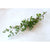 Common Thyme