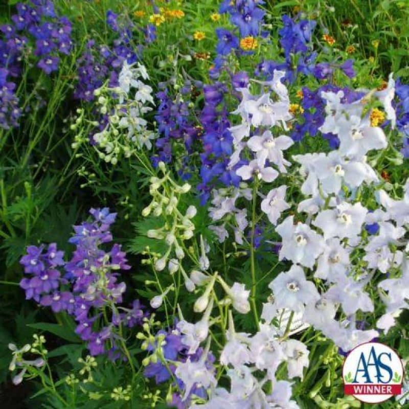 delphinium flower seeds Connecticut Yankees Mix Delphinium – Pinetree Garden Seeds